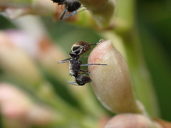 Polyrhachis