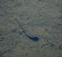 Gillichthys mirabilis