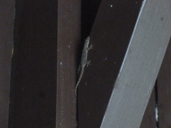 Hemidactylus platyurus