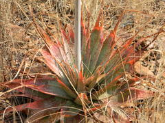 Aloe pretoriensis