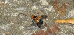 Volucella tabanoides