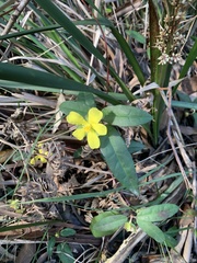 Hibbertia dentata