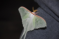 Actias aliena aliena