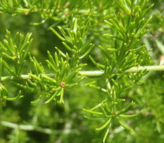 Asparagus multiflorus
