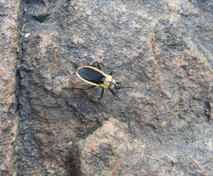 Ectrichodia crux