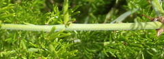 Asparagus multiflorus