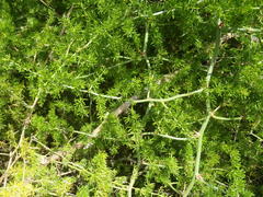 Asparagus multiflorus