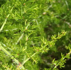 Asparagus multiflorus