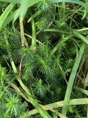 Erica lusitanica