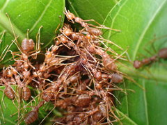 Oecophylla smaragdina