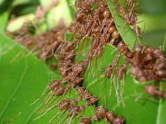 Oecophylla smaragdina