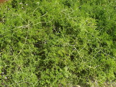 Asparagus multiflorus