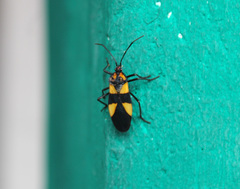 Oncopeltus varicolor