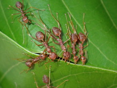 Oecophylla smaragdina