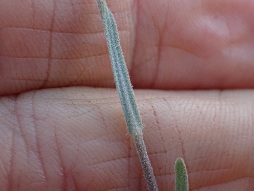Image of Boechera polyantha by no rights reserved