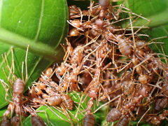 Oecophylla smaragdina