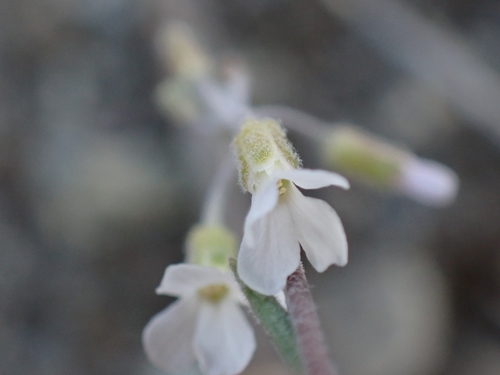Image of Boechera polyantha by no rights reserved