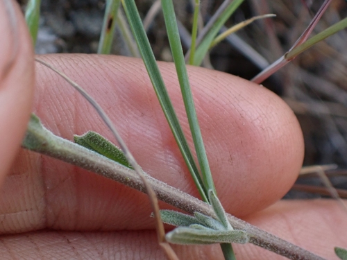 Image of Boechera polyantha by no rights reserved