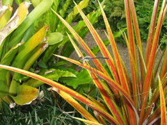 Agrionoptera longitudinalis biserialis