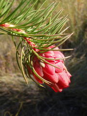 Protea nana