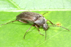 Capnochroa fuliginosa