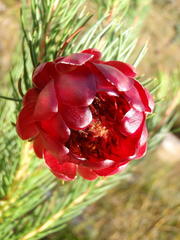 Protea nana