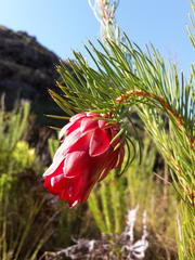 Protea nana