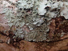 Austroparmelina conlabrosa