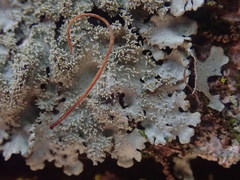 Austroparmelina conlabrosa