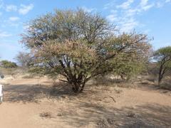Vachellia grandicornuta