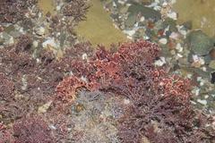 Arthrocardia flabellata