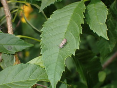 Phycodes minor