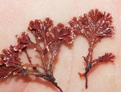 Arthrocardia flabellata