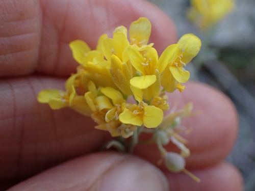 Image of Douglas' Bladderpod (Physaria douglasii) by no rights reserved