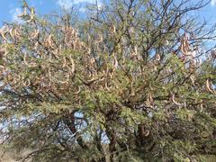 Vachellia grandicornuta