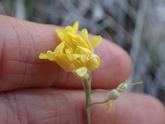 Physaria douglasii