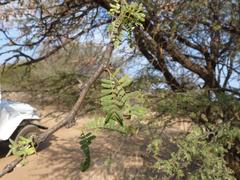 Vachellia grandicornuta