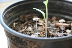 Agaricomycetes