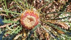 Banksia dallanneyi