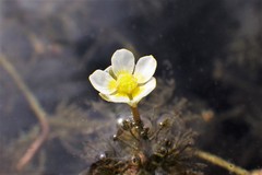 Ranunculus longirostris
