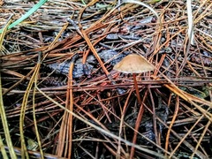 Mycena
