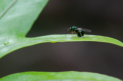 Orasema costaricensis