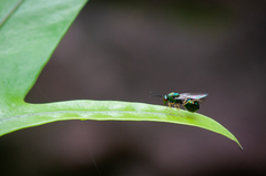 Orasema costaricensis