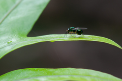 Orasema costaricensis