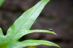 Orasema costaricensis