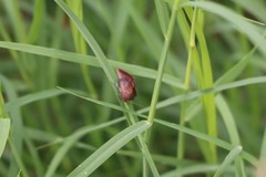Insecta