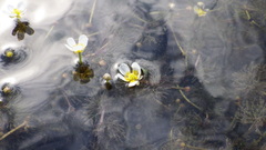 Ranunculus longirostris