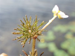 Ranunculus longirostris