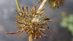 Ranunculus longirostris