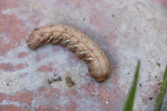 Eumorpha achemon